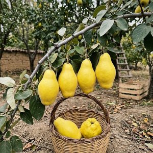 Limon Ayvası