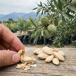 Akbadem (Yerli)