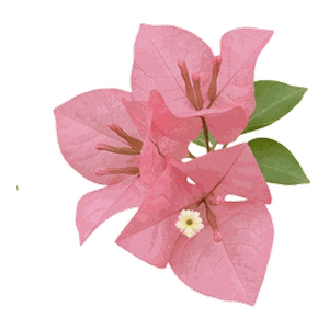 Pembe