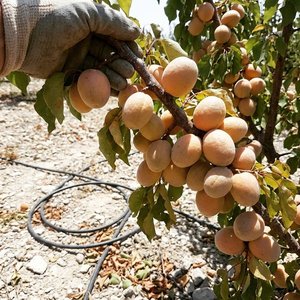 Hacıhaliloğlu Kayısı