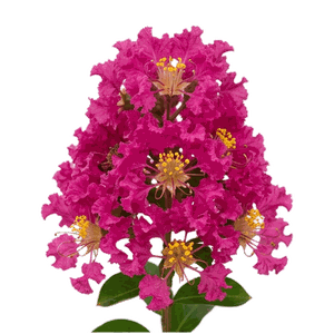 Fuşya Pembe