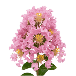 Açık Pembe