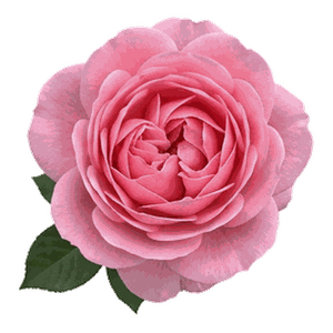 Toz Pembe