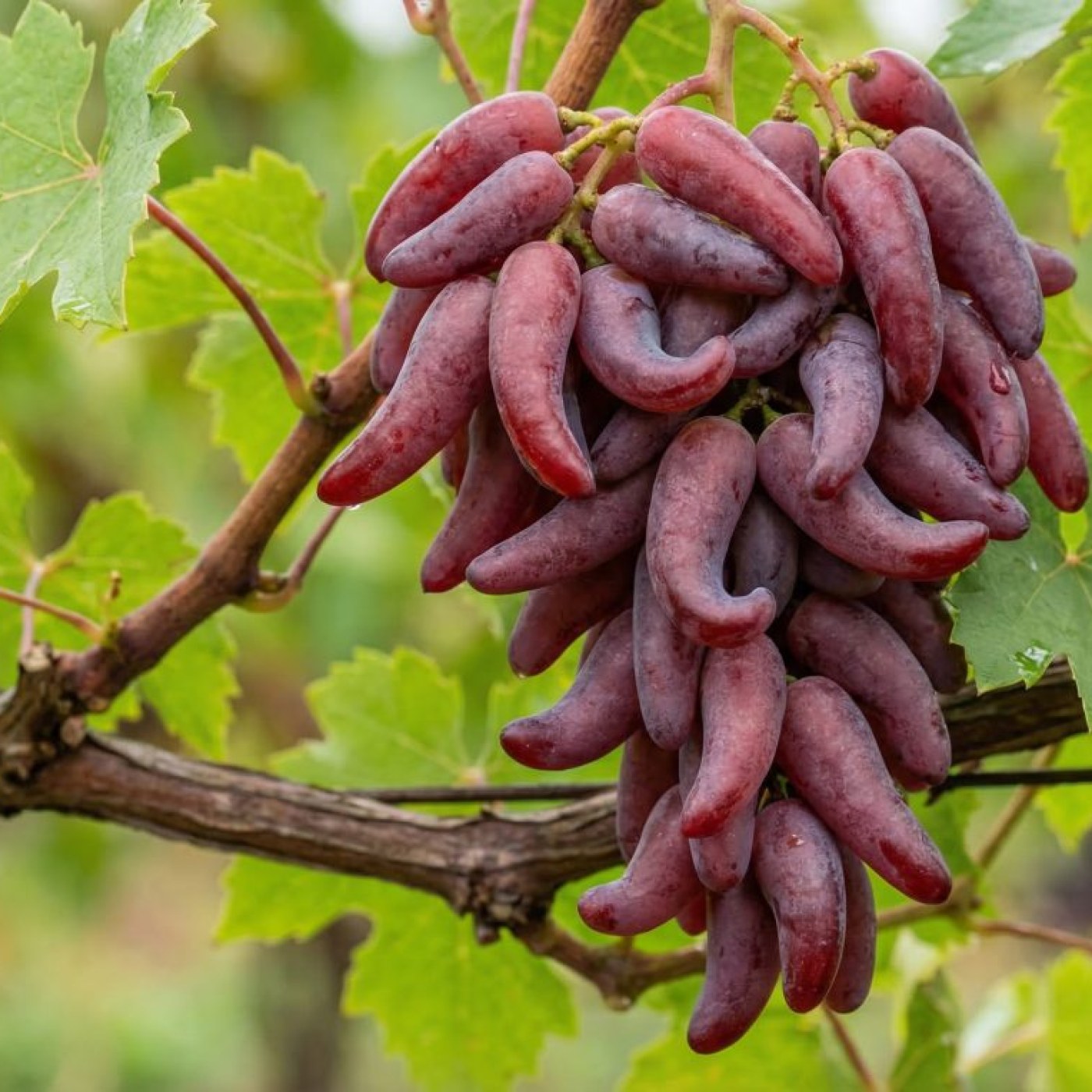 Cadı Parmağı Üzümü (Keçimemesi)