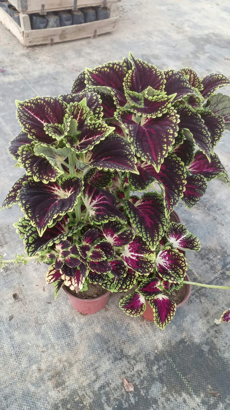 Pijama Çiçeği (Coleus)