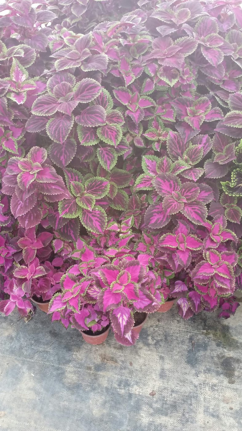Pudra pembe yapraklı