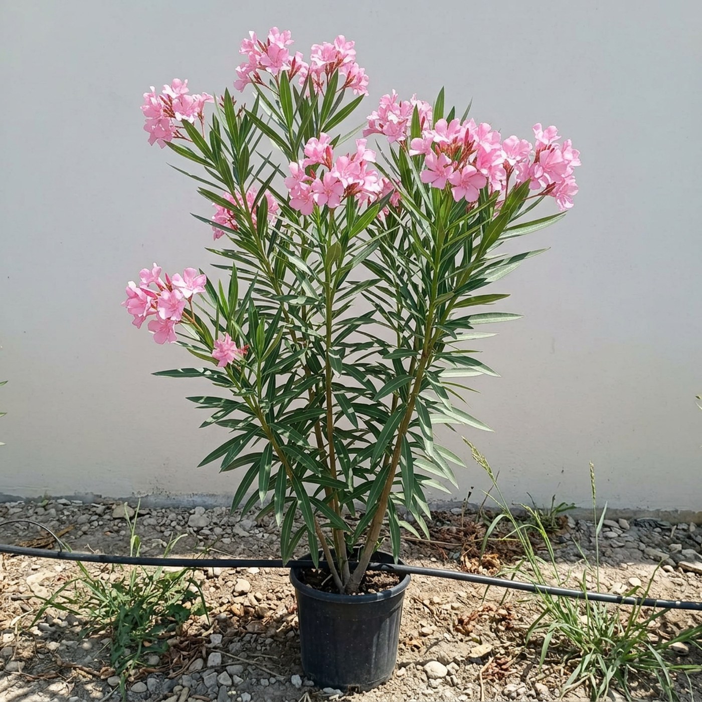 Pembe zakkum